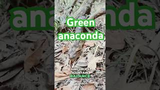 Encounter with a magistic 2 meter anaconda snakes cuyabeno anaconda worldsnake greensnake [upl. by Jonathan]