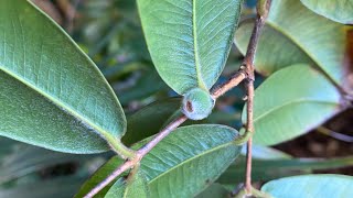 My first yellow jaboticaba fruit set Perth [upl. by Kling]