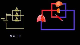 Ohms Law and Hemodynamics Fluid Mechanics  Lesson 9 [upl. by Prudhoe717]