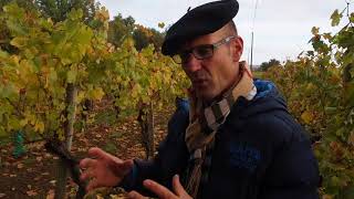 Visiting a prephylloxera vineyard in SaintMont [upl. by Yolanthe]