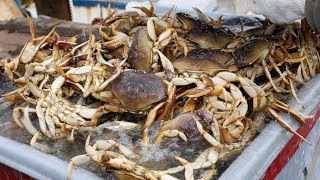 Crabbing the Oregon Coast GoPro in Crab Trap [upl. by Eads304]