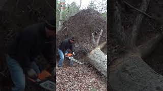 shorts super big tree stump sawed super fast [upl. by Winter969]