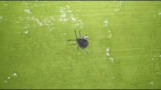 The Brown Marmorated Stink Bug Wave 🌇🌦️🌈💞 [upl. by Trainer]