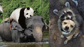 Strongest Friendships Between Wild Animals Caught On Camera [upl. by Nirred]