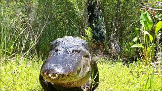 Alligators on the move in Florida [upl. by Eenaej905]