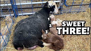 Our PROLAPSED ewe had TRIPLETS and attempting CPR sort of on a newborn lamb  Vlog 743 [upl. by Cletis598]