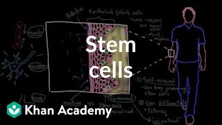 Stem cells  Cells  MCAT  Khan Academy [upl. by Liag47]