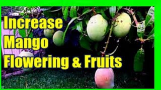 How To Increase Mango Production  Force Mango Tree To Flower [upl. by Adnoyek616]