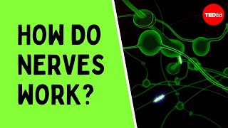 How do nerves work  Elliot Krane [upl. by Htebezile]