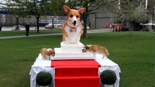 Corgis eat corgi wedding cake [upl. by Giverin]