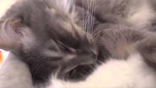 Un chat qui ronfle en dormant [upl. by Debarath]