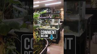 What Fish Should Go In This 90G AQUARIUM aquarium reeftank cichlids plantedtank fishkeeping [upl. by Aytak]