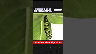 Wusstest du Metamorphose Teil 3 tiere biologie metamorphose tier tierwelt liebetiere wild [upl. by Arhaz]