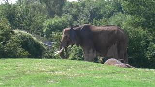 Howletts Wild Animal Park Kent England [upl. by Selway]