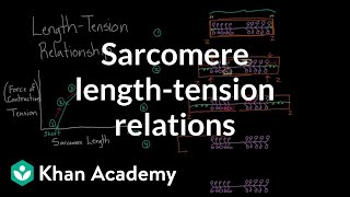 Sarcomere lengthtension relationship  Circulatory system physiology  NCLEXRN  Khan Academy [upl. by Danelle614]