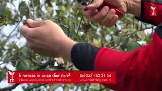 Fruitboom snoeien  tuintip Hartman Hoveniers [upl. by Milone]