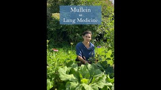 Mullein Medicine from Ivywood Herb Nursery amp Gardens [upl. by Ayn]