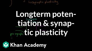 Long term potentiation and synaptic plasticity  Processing the Environment  MCAT  Khan Academy [upl. by Karissa258]