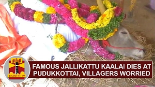 Famous Jallikattu Kaalai dies at Pudukottai Villagers worried  Thanthi TV [upl. by Niki]