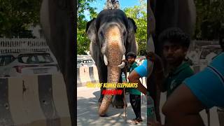 ABHIMANYU abhimanyuelephant arjuna elephant dasara ambari mysore youtubeshorts news trend [upl. by Yereffej]