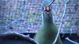 white cheeked turaco singing [upl. by Ayokahs]