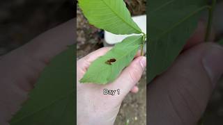 Am I farming Mothra 🧑🏻‍🌾 insects insect caterpillar [upl. by Hcirdla490]