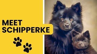 Meet Schipperke Dog Breed  AKC Approved Breed [upl. by Naamann331]