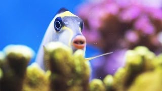 Stop a Fish from Chasing Its Tank Mates  Aquarium Care [upl. by Hocker]