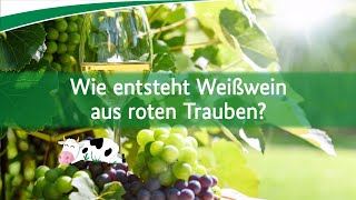 Wie entsteht Weißwein aus roten Trauben [upl. by Lacsap]