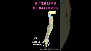 Upper limb dermatomes [upl. by Mountford782]