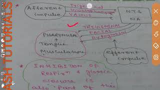 DEGLUTITION REFLEX SWALLOWING MECHANISM GIT MOTILITY [upl. by Ellehcyar]