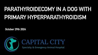 Parathyroidectomy in a Dog with Primary Hyperparathyroidism 20241029 [upl. by Gerkman150]