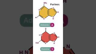 Nitrogenous base dna purines pyrimidines lifespan eukaryoticcell [upl. by Eahsat]