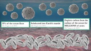 Coccolithophores Function and Future [upl. by Ade394]