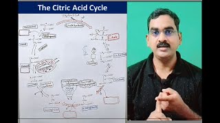 The Citric Acid Cycle Part III  Production of NADH and FADH2 [upl. by Joh477]