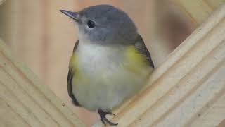 American Redstart Setophaga ruticilla Timucuan Ecological and Historical Preserve [upl. by Celka]