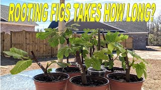 How Long Do Fig Cuttings Take To Root [upl. by Hakceber]