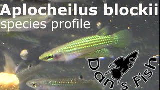 Aplocheilus blockii Killifish  Species Profile [upl. by Sik947]