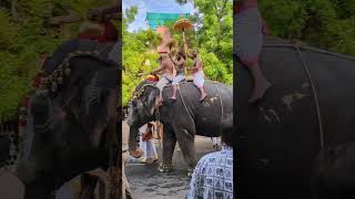 Srirangam  Golden Pot  elephant [upl. by Lexy941]