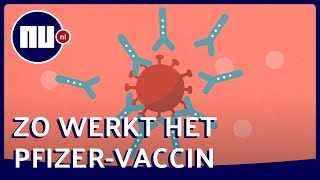 Zo moet het Pfizervaccin het coronavirus in je lichaam bestrijden  NUnl [upl. by Lamori]