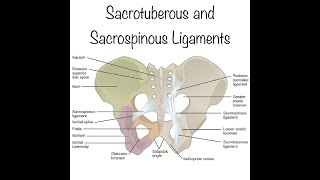 The sacrotuberous ligament and sacrospinous ligament Origin and insertion and functions [upl. by Petua216]