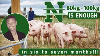 HOW to have a PROFITABLE PIG FARMING raising PIGS for MEAT in Nigeria  pig farming in Nigeria [upl. by Lahpos139]