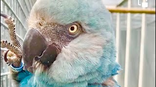 Extinct Spix macaw calling for each other The sounds and noises of Spix Macaws [upl. by Warrenne]