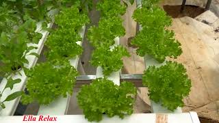 Visit passion fruit garden and hydroponic vegetable garden [upl. by Lowrance]