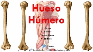 Anatomía  Hueso Húmero Caras Bordes Cóndilo Trocleas Epicóndilos Inserciones [upl. by Vanna]