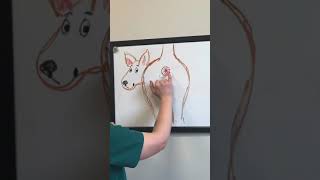 Ask a Vet How To Express Your Dog’s Anal Glands [upl. by Adnirolc68]