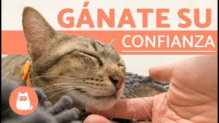 ¿Cómo ganarse la confianza de un gato 🐱  Suara Foundation [upl. by Lenci449]