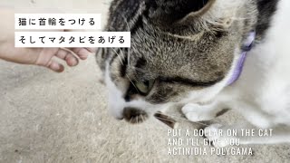 猫に首輪をつける、そしてマタタビをあげる｜put a collar on the cat And Ill give you actinidia polygama [upl. by Reilamag]