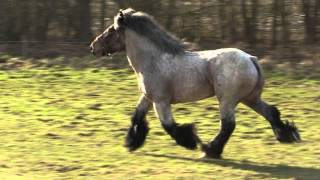 Belgian Draft Horsesa beautiful stallion at full trot and gallop [upl. by Bobseine]