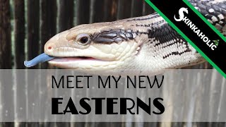 My Eastern Blue Tongue Skinks  Ep 68 [upl. by Weldon495]